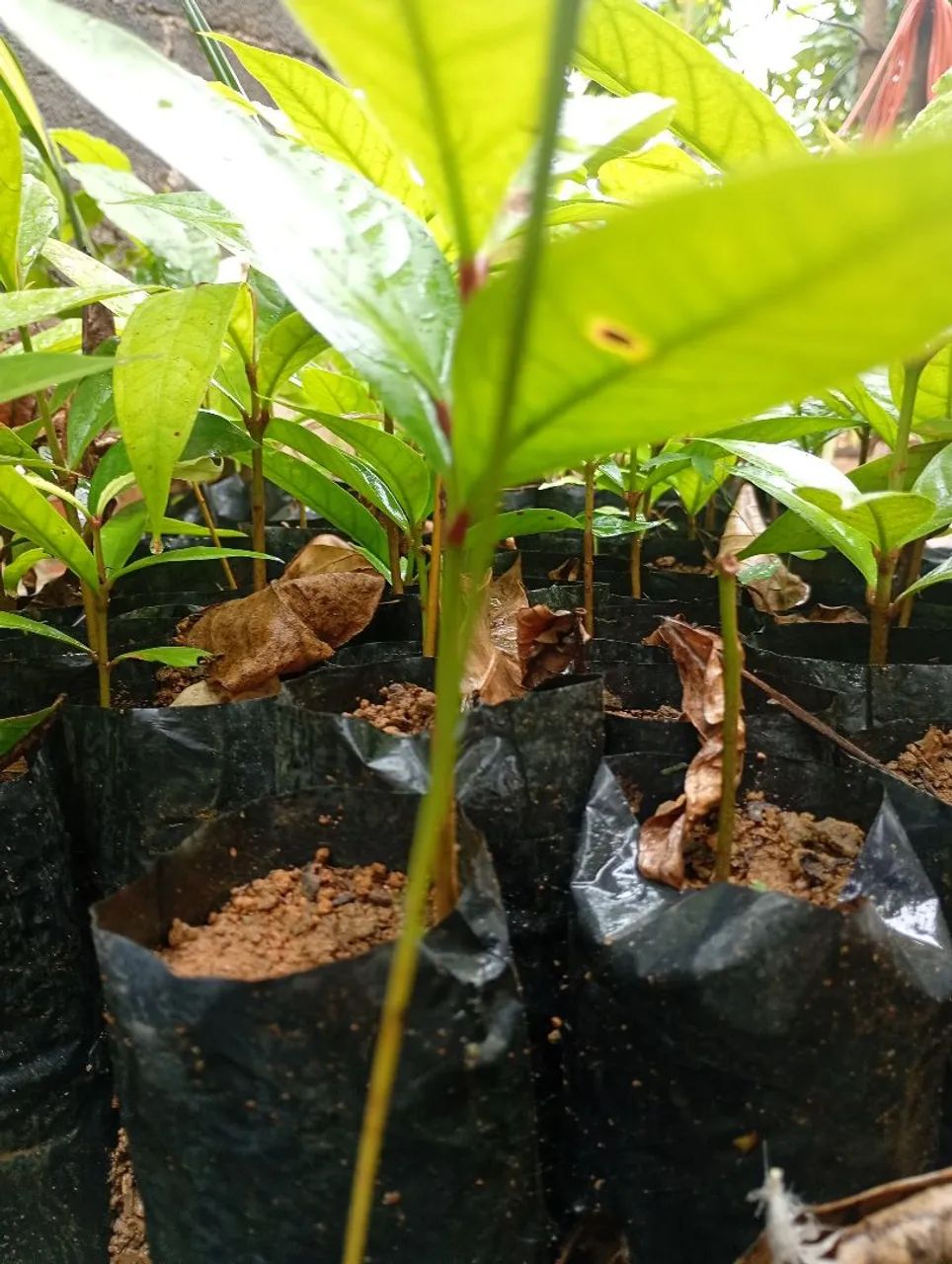 Mudas de jambo vermelho  - Foto 3