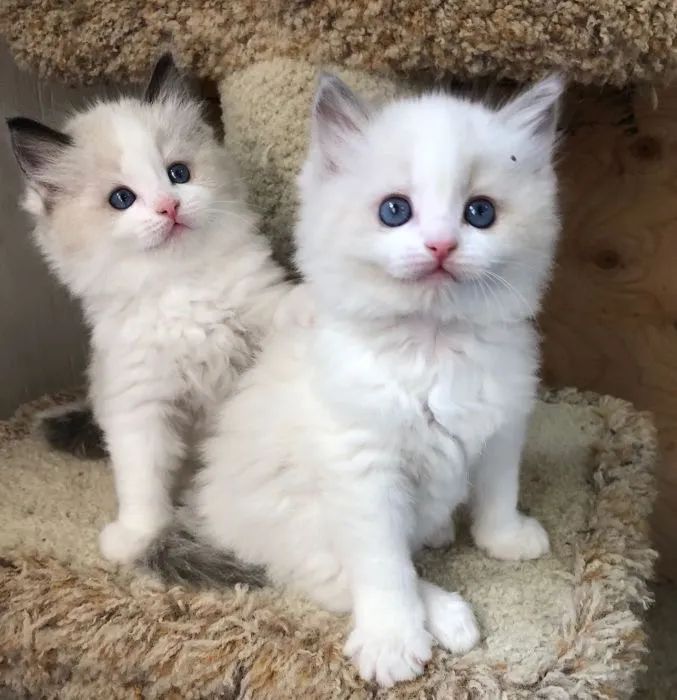 Linda ninhada de Ragdoll - Havila filhotes 