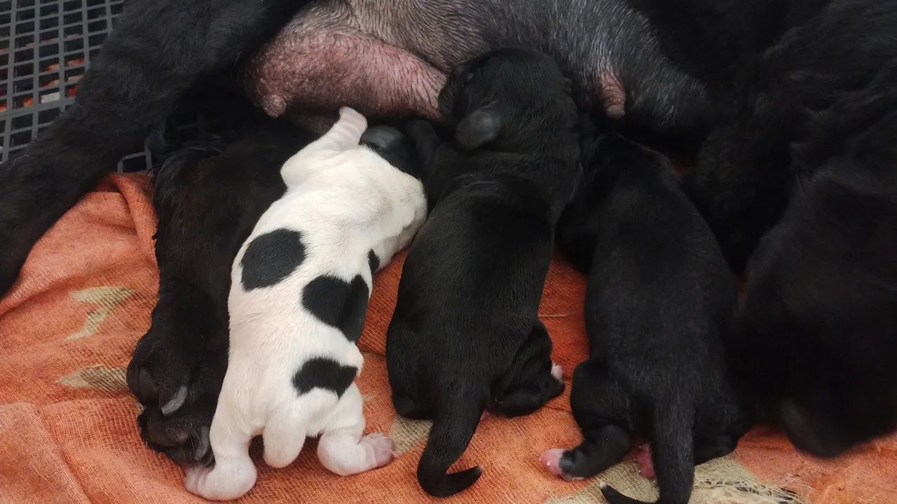 Filhotes de cocker spaniel  - Foto 2