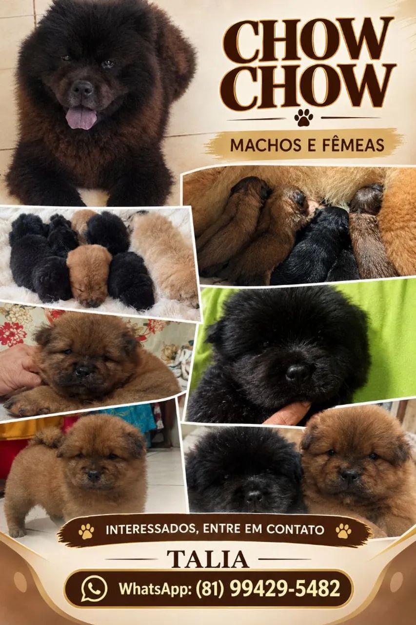 Chow Chow  - Foto 3