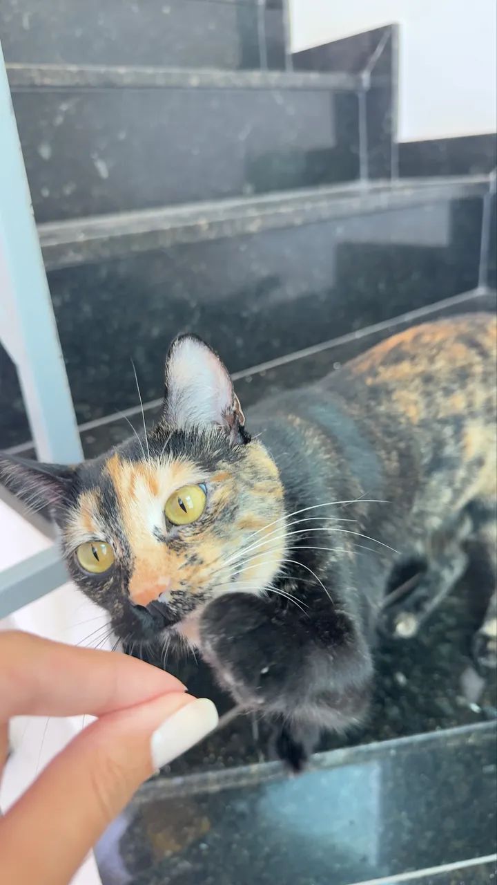 Doação de 2 Gatos - macho e fêmea  - Foto 2