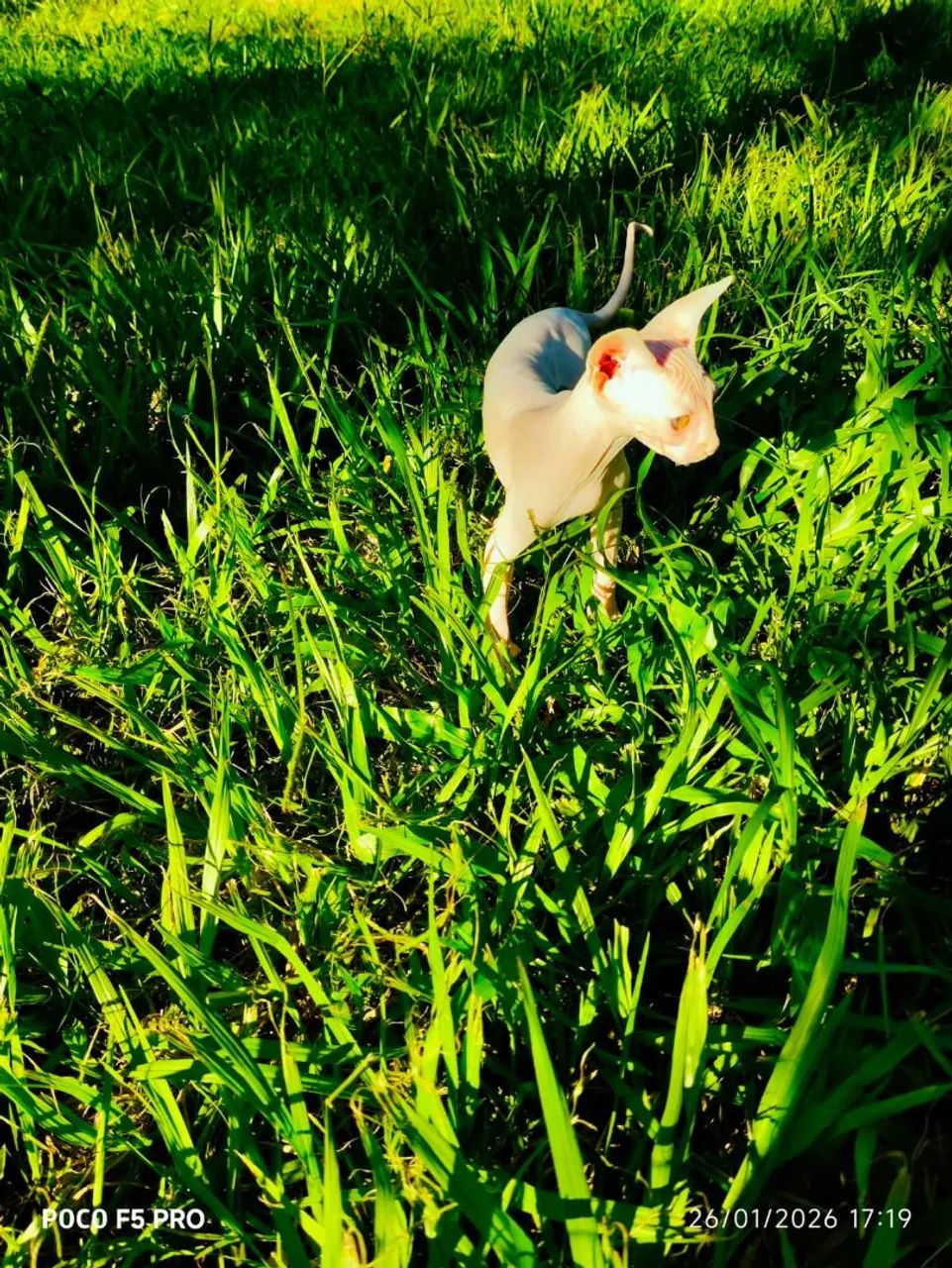 Sphynx machos - Foto 3