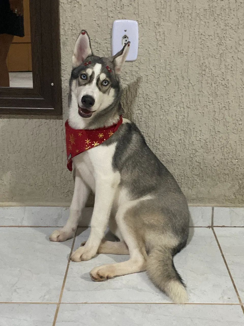 Doação de Husky Fêmea LEIA O ANÚNCIO ANTES DE ME ENCHER DE MENSAGENS  - Foto 4