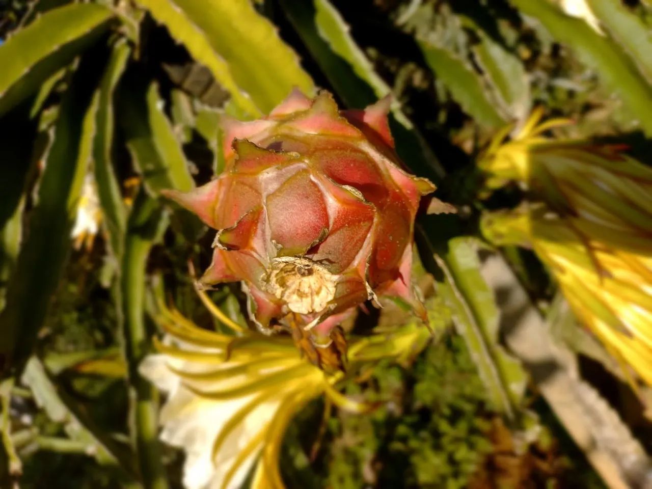 Mudas de pitaya  - Foto 3