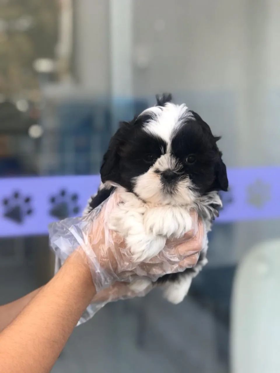 Shih Tzu de Procedência com Vacina V10 Importada