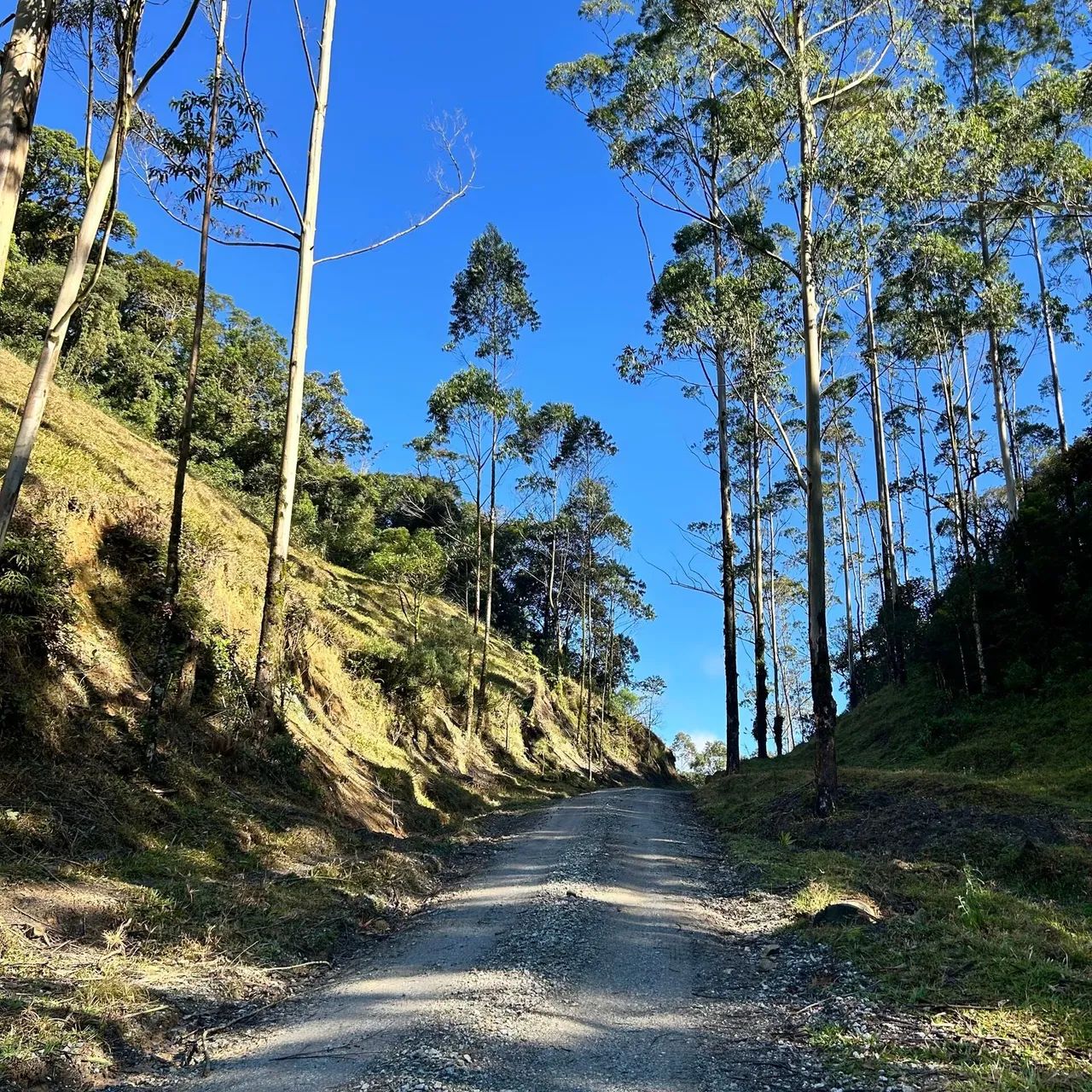 Chácara com 137 hectares - São Bonifácio - Foto 2