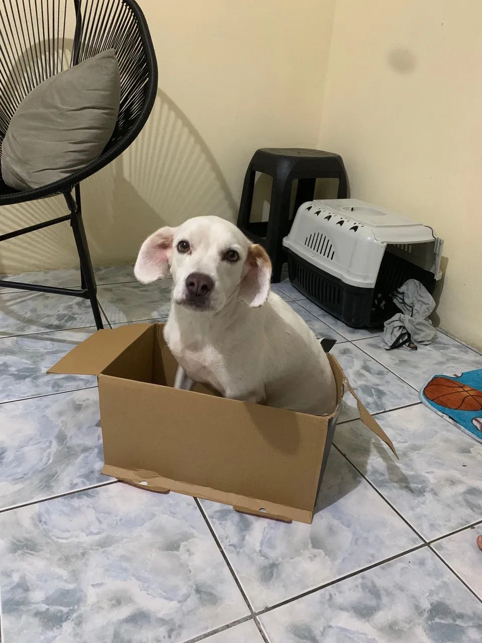 adoção responsável  - Foto 4
