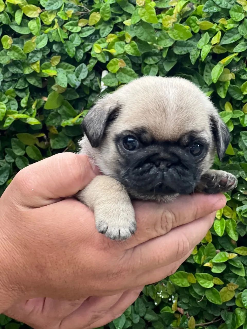 Pug - Foto 2