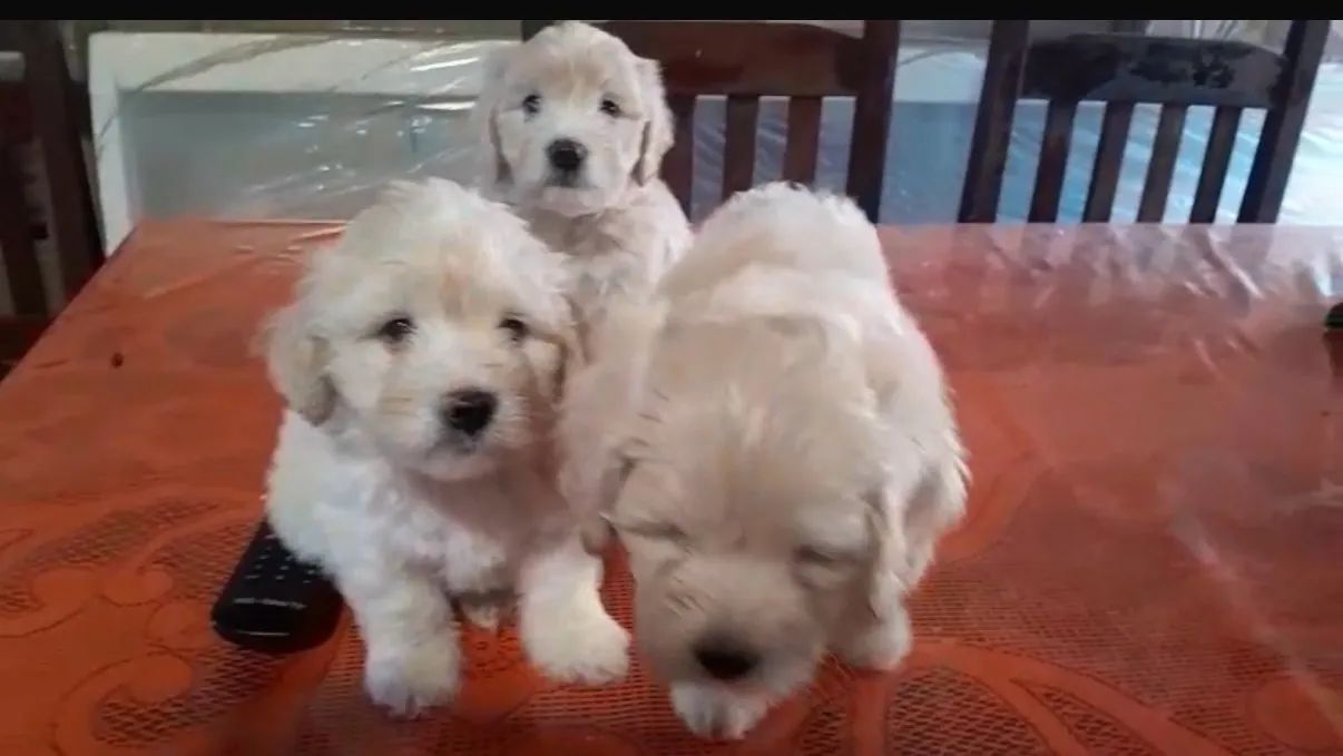 Cachorro - Foto 2