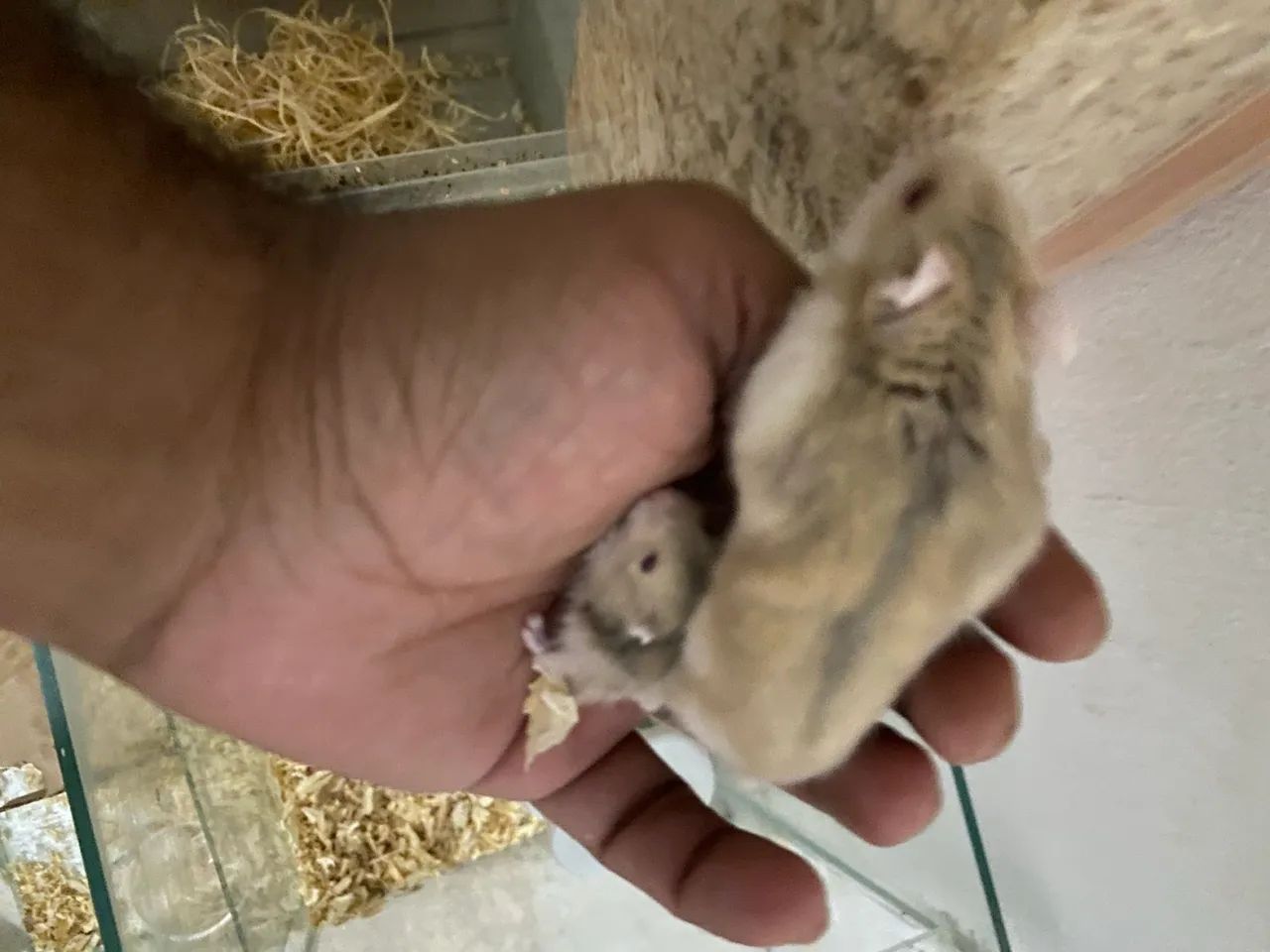 Hamster anão  - Foto 2