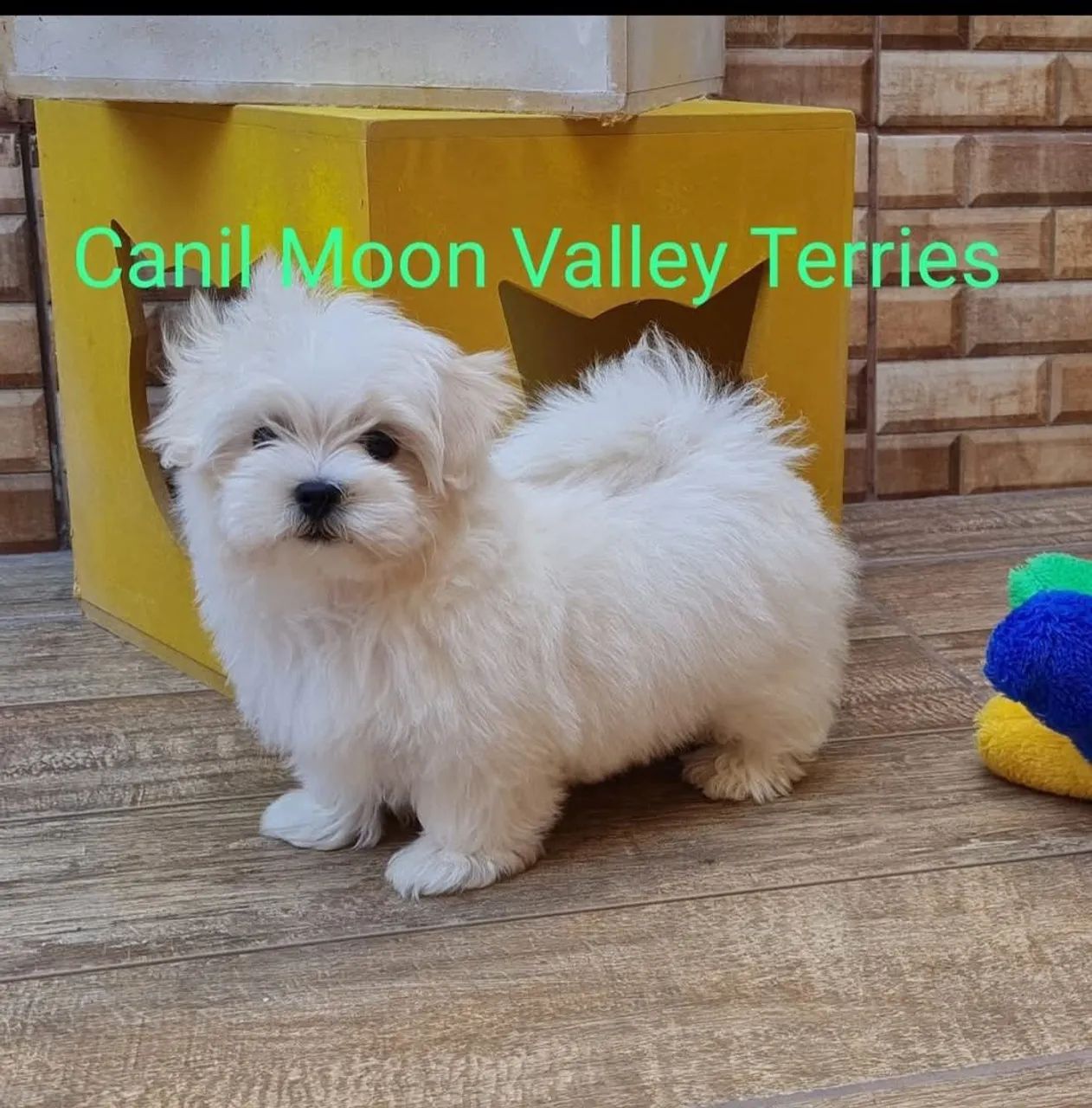 Maltês melhor presente  - Foto 4