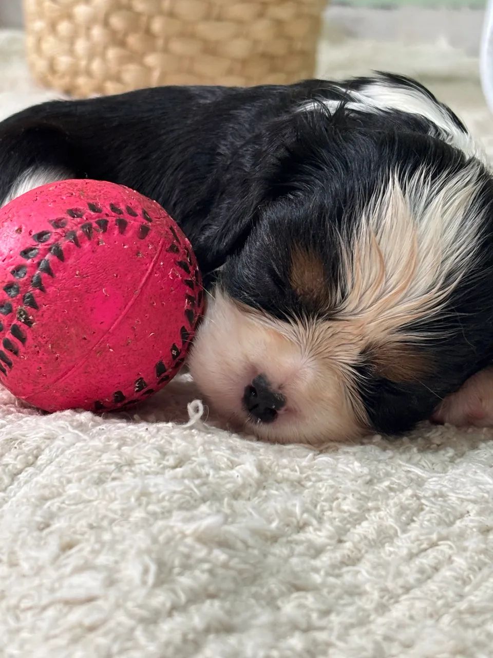 Cavalier king  - Foto 3