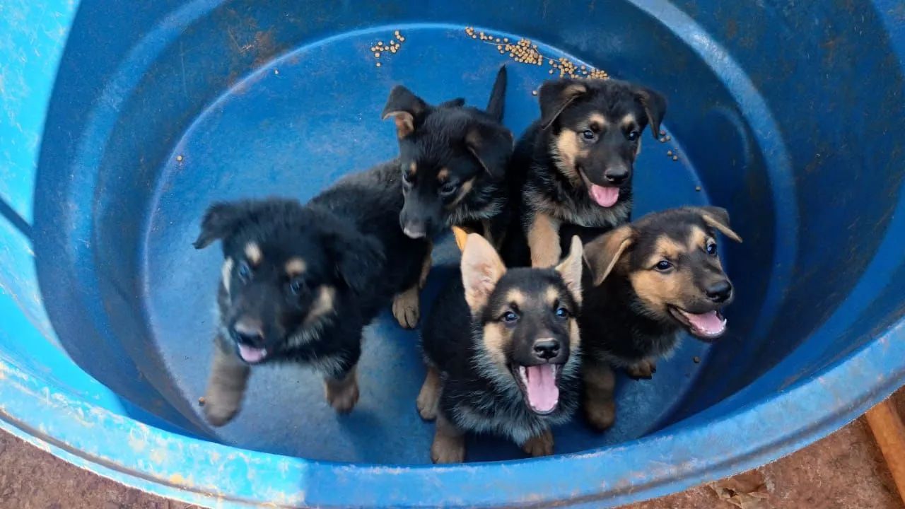 filhotes pastor alemão  - Foto 3