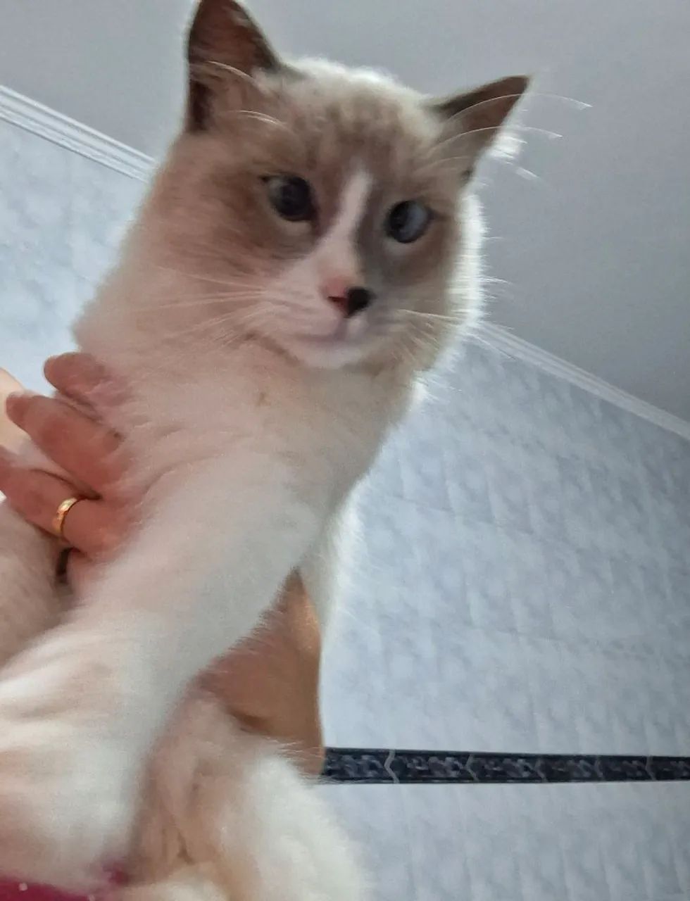 Gato - Foto 2