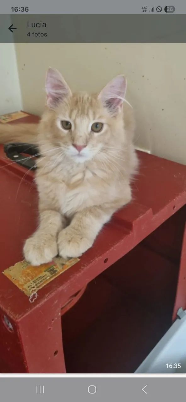 Gatil Manie Cats- Vendo Filhotes de Maine Coon  - Foto 4