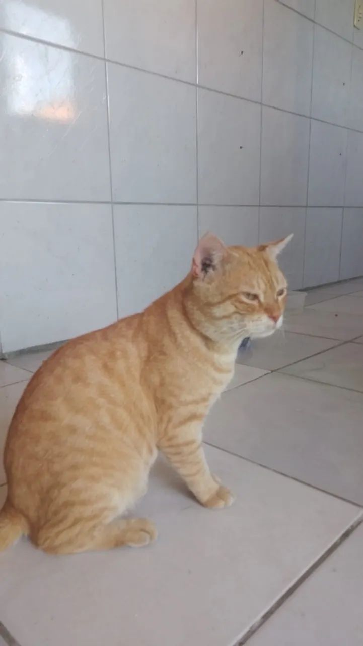 Gato para adoção 