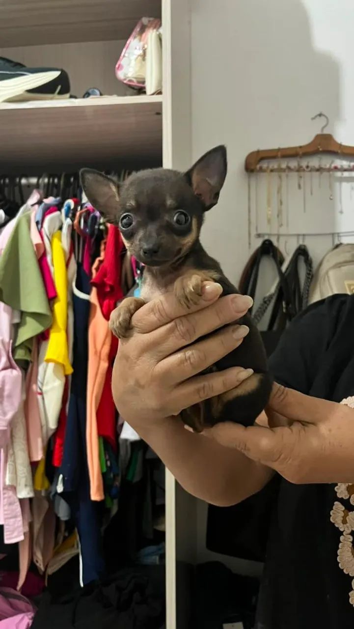 Pincher macho e fêmea, 55 dias