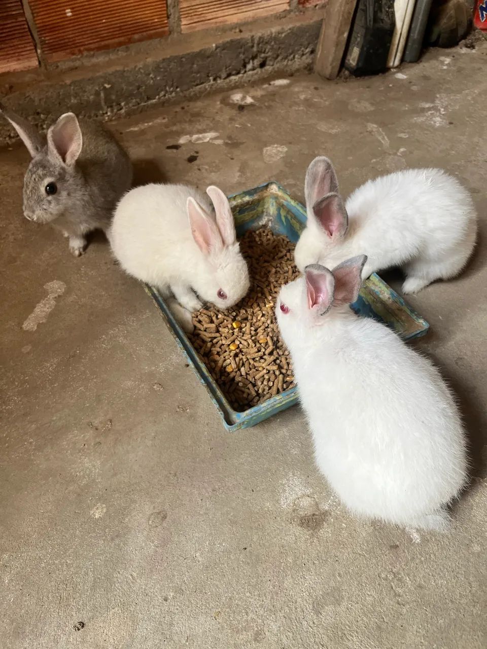 Coelhos Standard - Filhotes