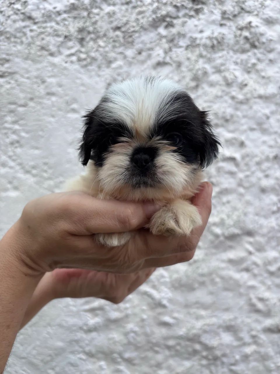 Filhotes de Shih Tzu  - Foto 3