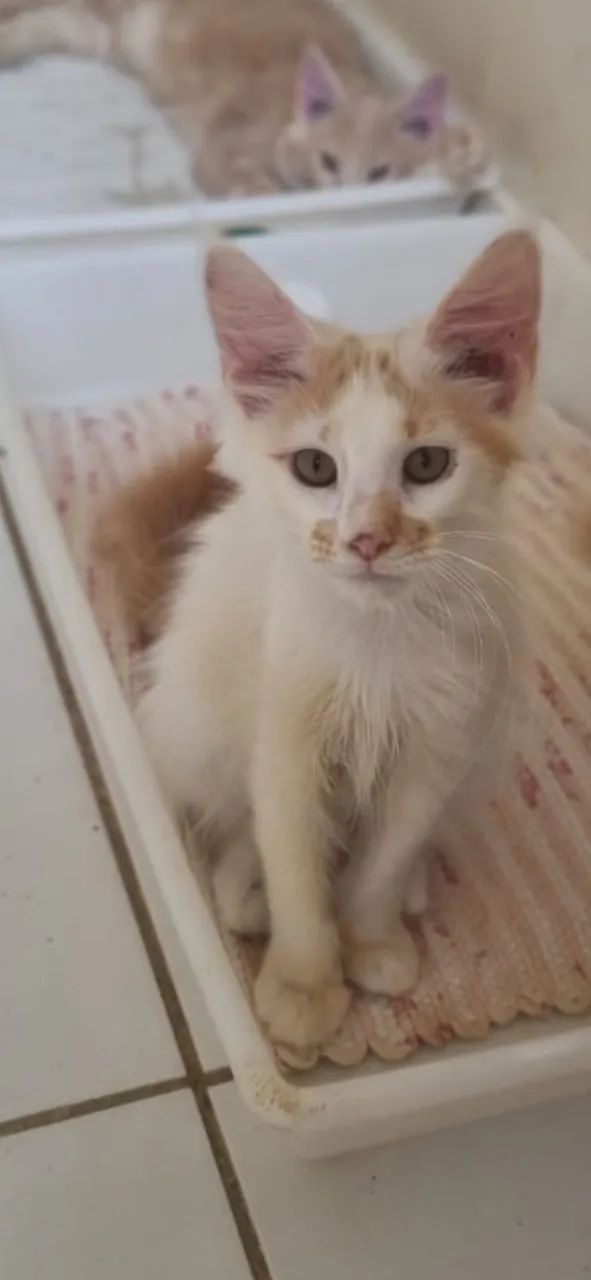 Gatil Manie Cats- Vendo Filhotes de Maine Coon 