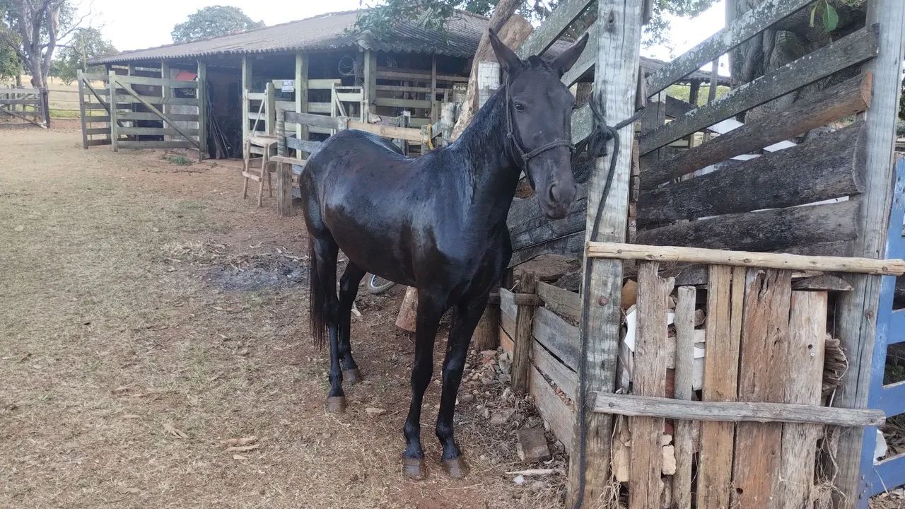 Vendo - Foto 4
