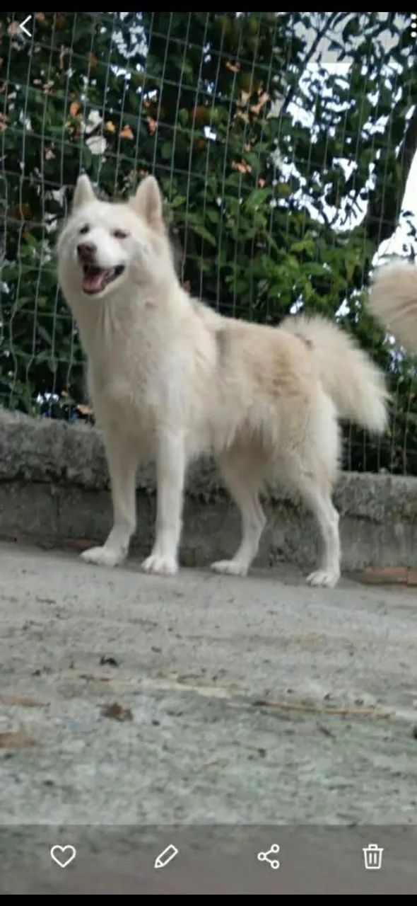 Husky siberiano 