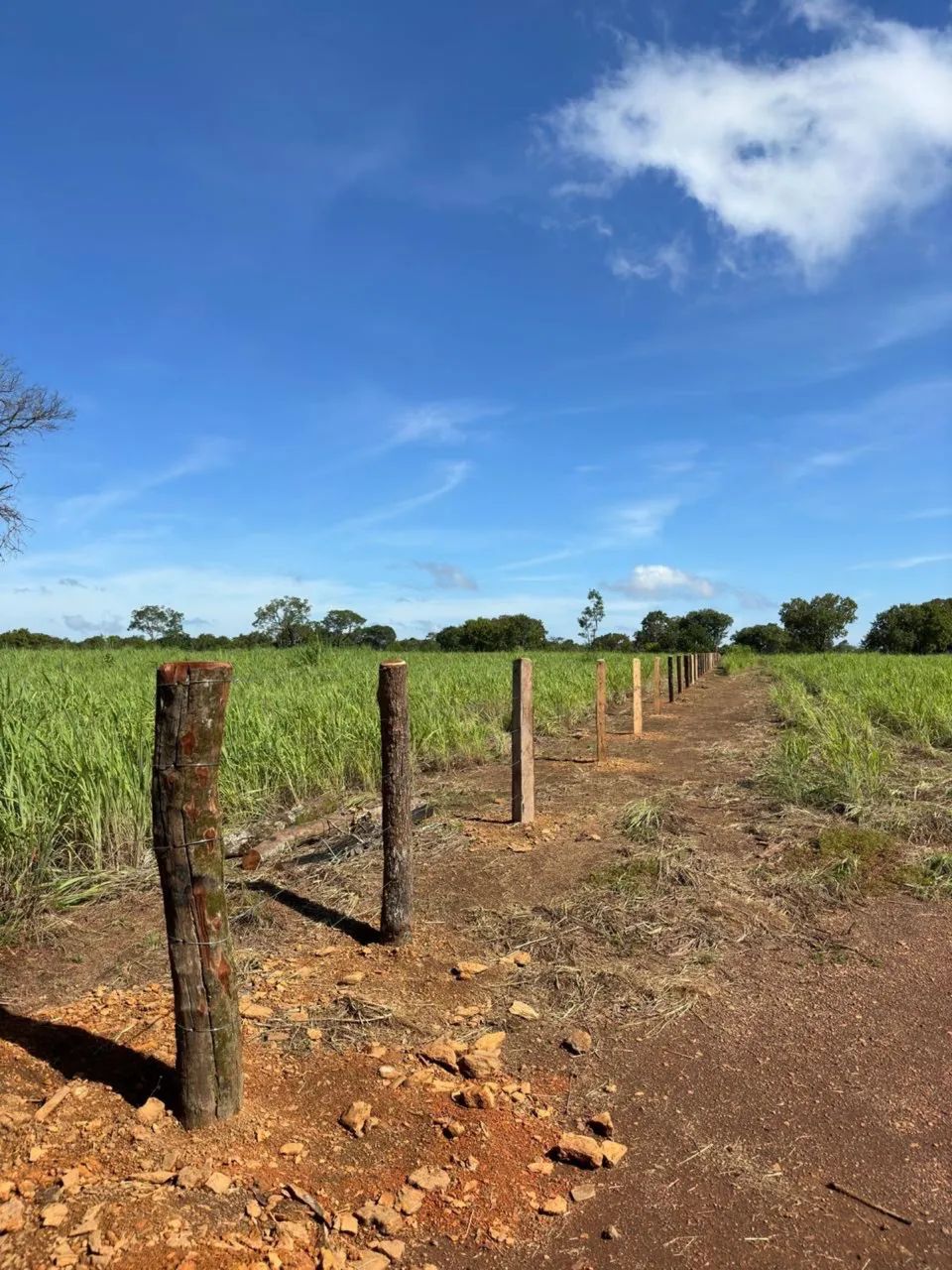 Aluguel de Pasto Próximo a Palmas - 500 Cabeças - Estrutura Nova  - Foto 3