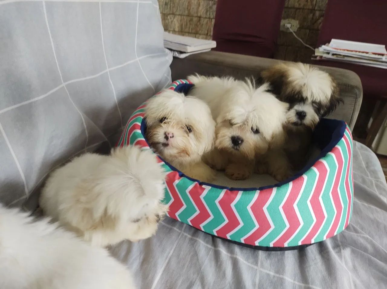 Lhasa Apso 800.
