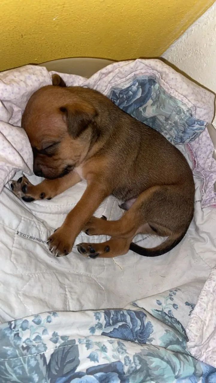 Filhote pinscher 0.1 - Foto 2
