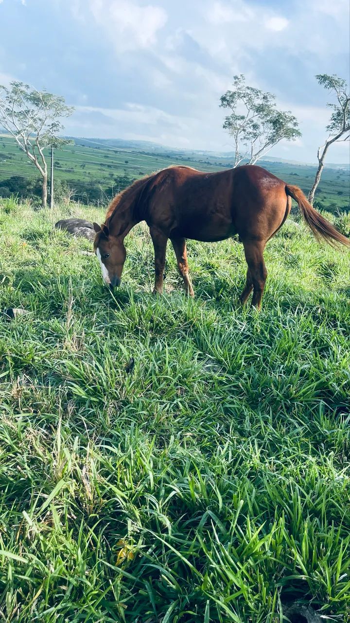 Potro  - Foto 4