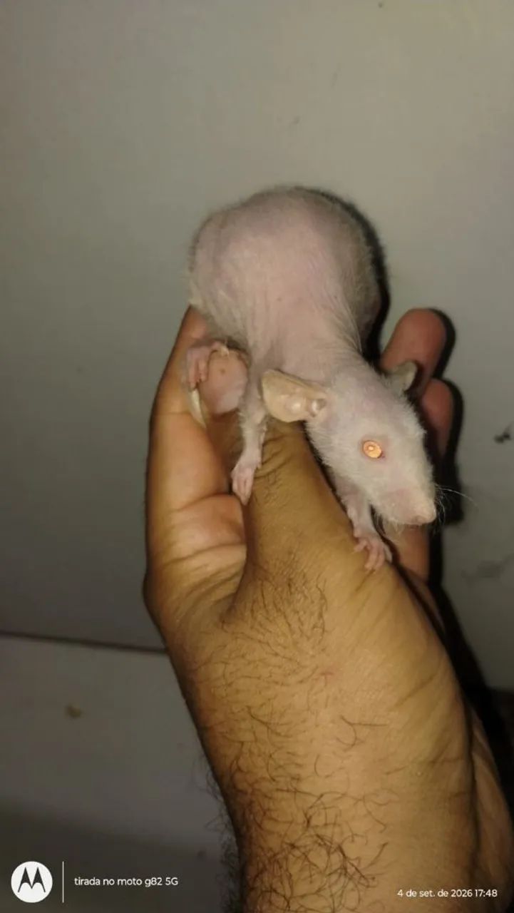 Rato Twister  - Foto 2