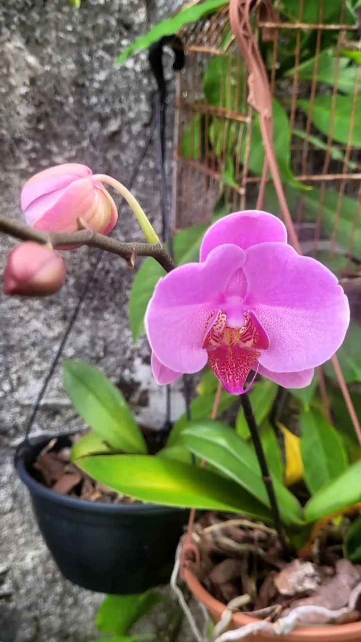 Lindas Orquídeas  - Foto 2