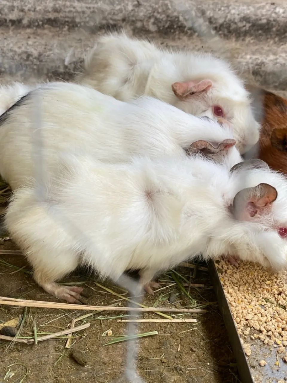 Porquinho da índia Machos