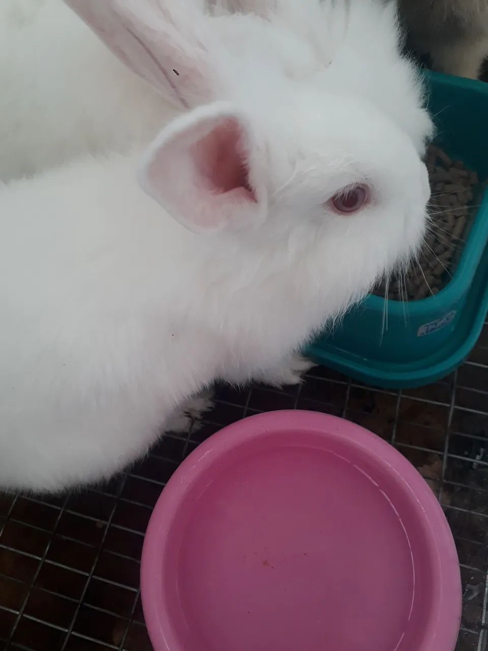 Vendo coelhos filhotes com 1 mês  - Foto 6