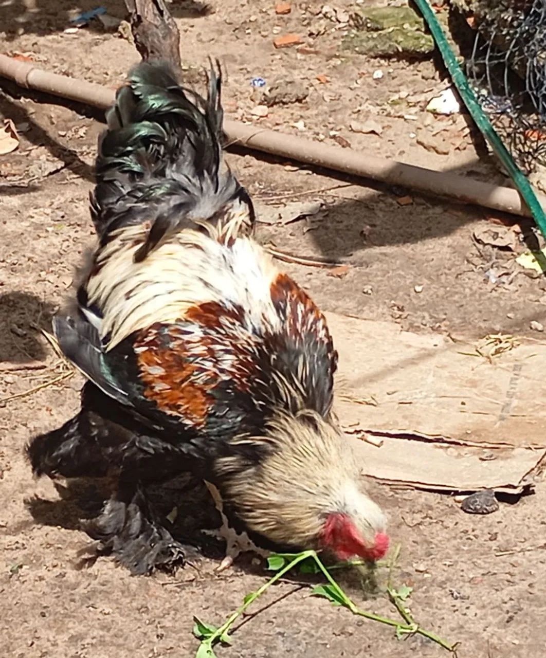 Frangos e frangas , galos e galinhas Brahma ovos Galados da raça brahma  - Foto 4