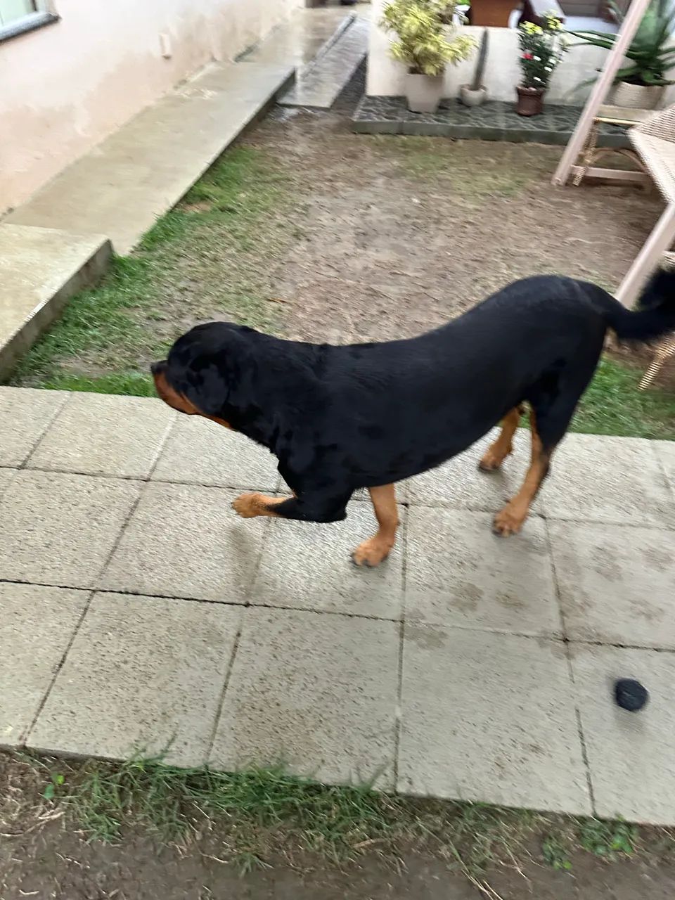 Doa - se este lindo Rottweiler macho  - Foto 5
