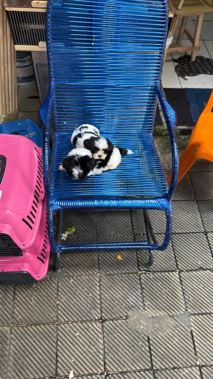 Lindos filhotes de ShihTzu mini  - Foto 5