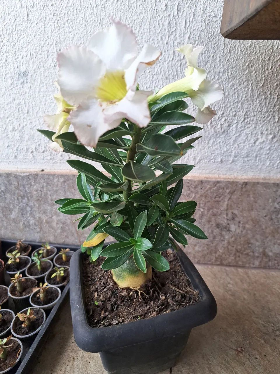 Rosa do deserto  - Foto 3