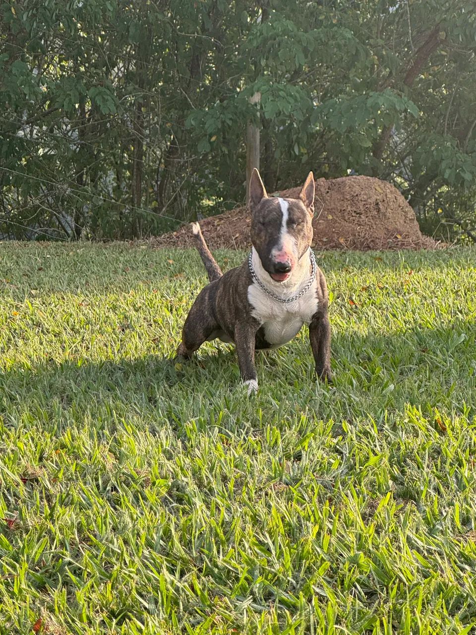 Mini bull terrier