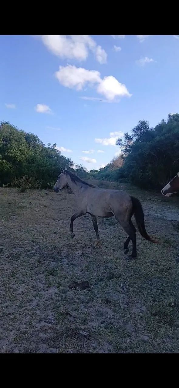 Vendo pordo 