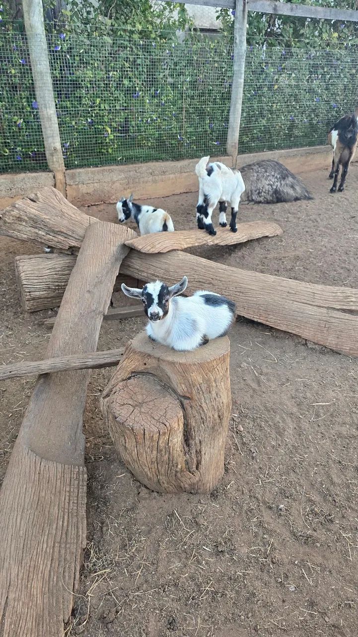 Mini cabra / mini bode / para ser seu pet - Foto 4