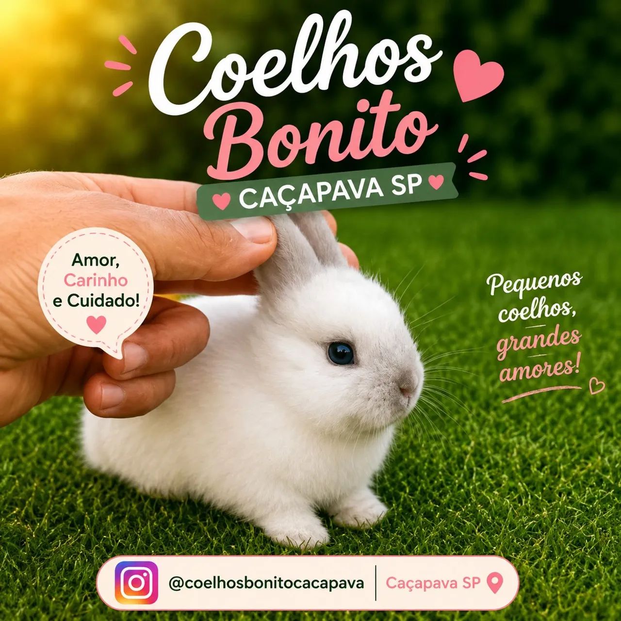  netherland dwarf  coelho anão  - Foto 3
