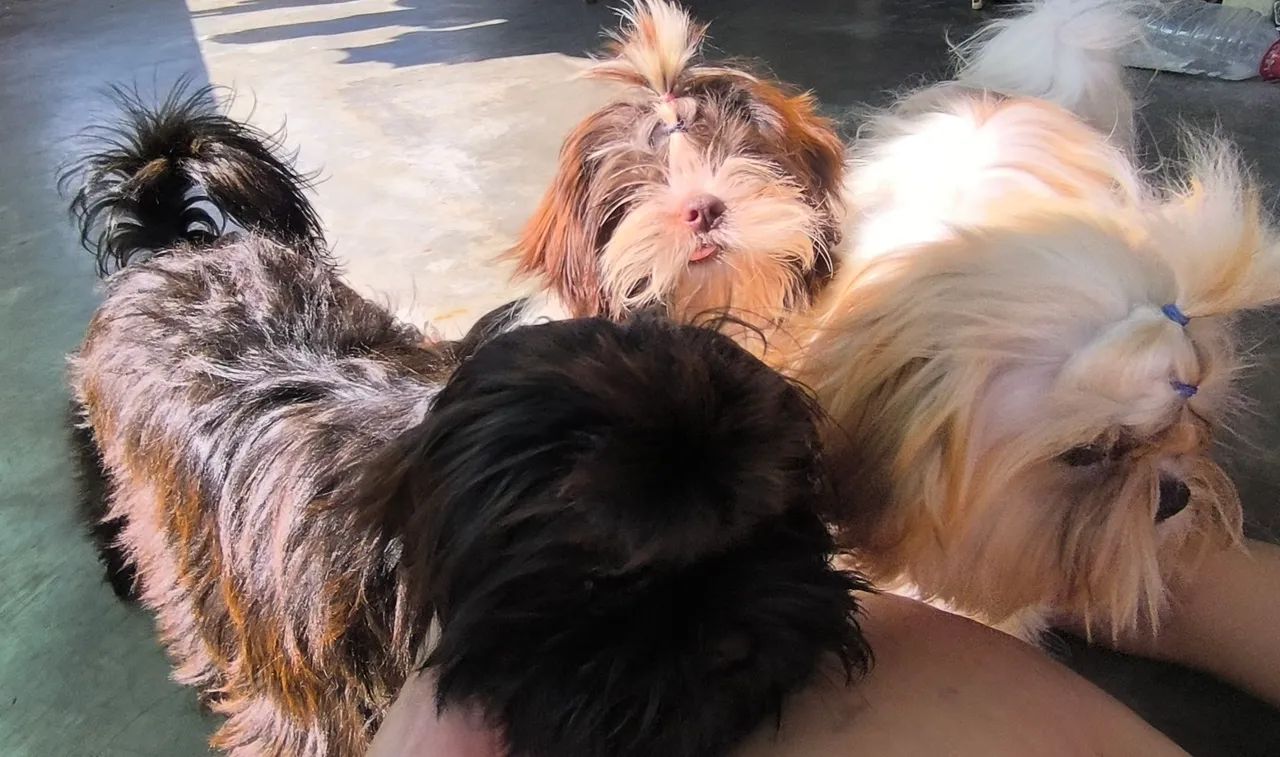 Shihtzu  - Foto 4