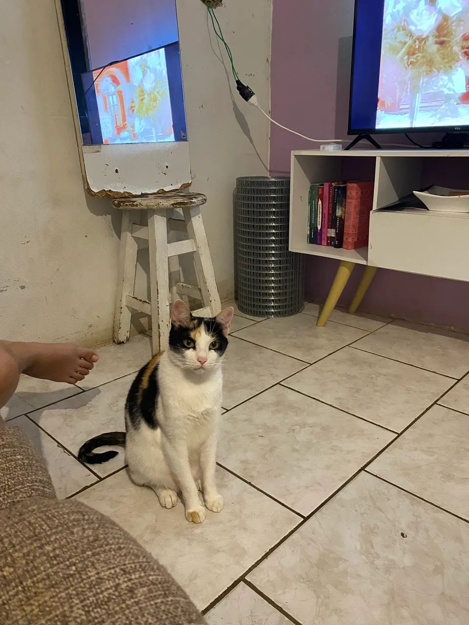 Pet - Foto 4