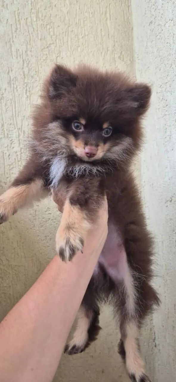 Spitz Alemão Chotan Macho - Foto 4