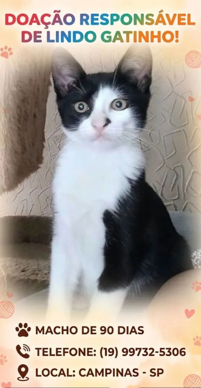 Doação de lindo gatinho