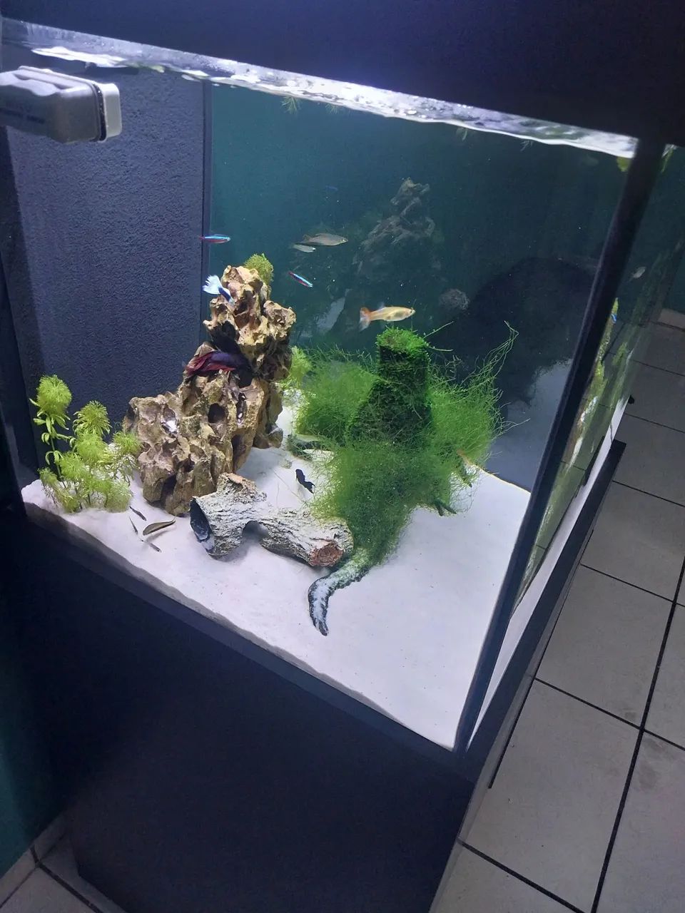 Aquário sump completo  - Foto 3