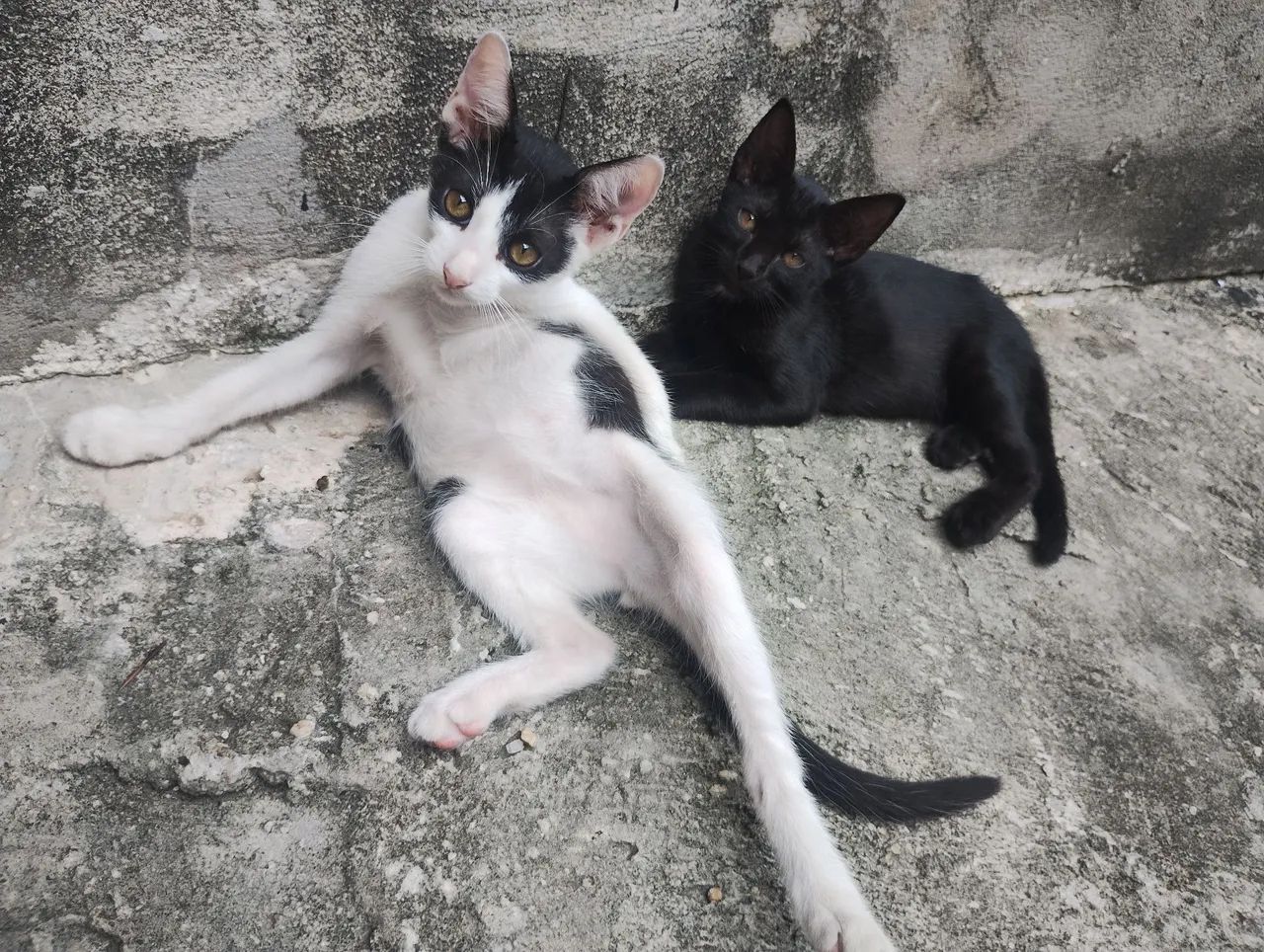 Adoção responsável  - Foto 2