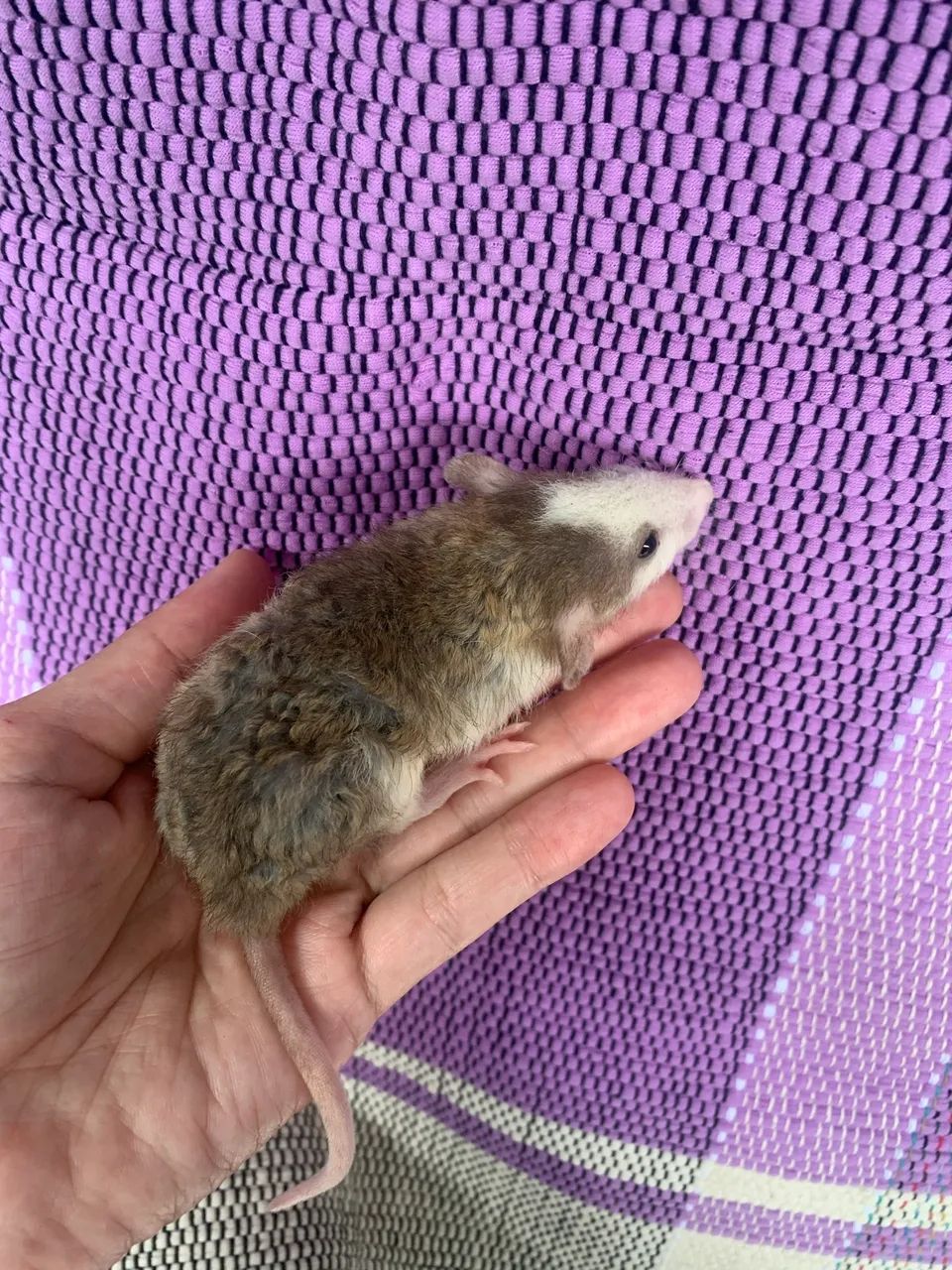 Ratos Twister à venda  - Foto 2