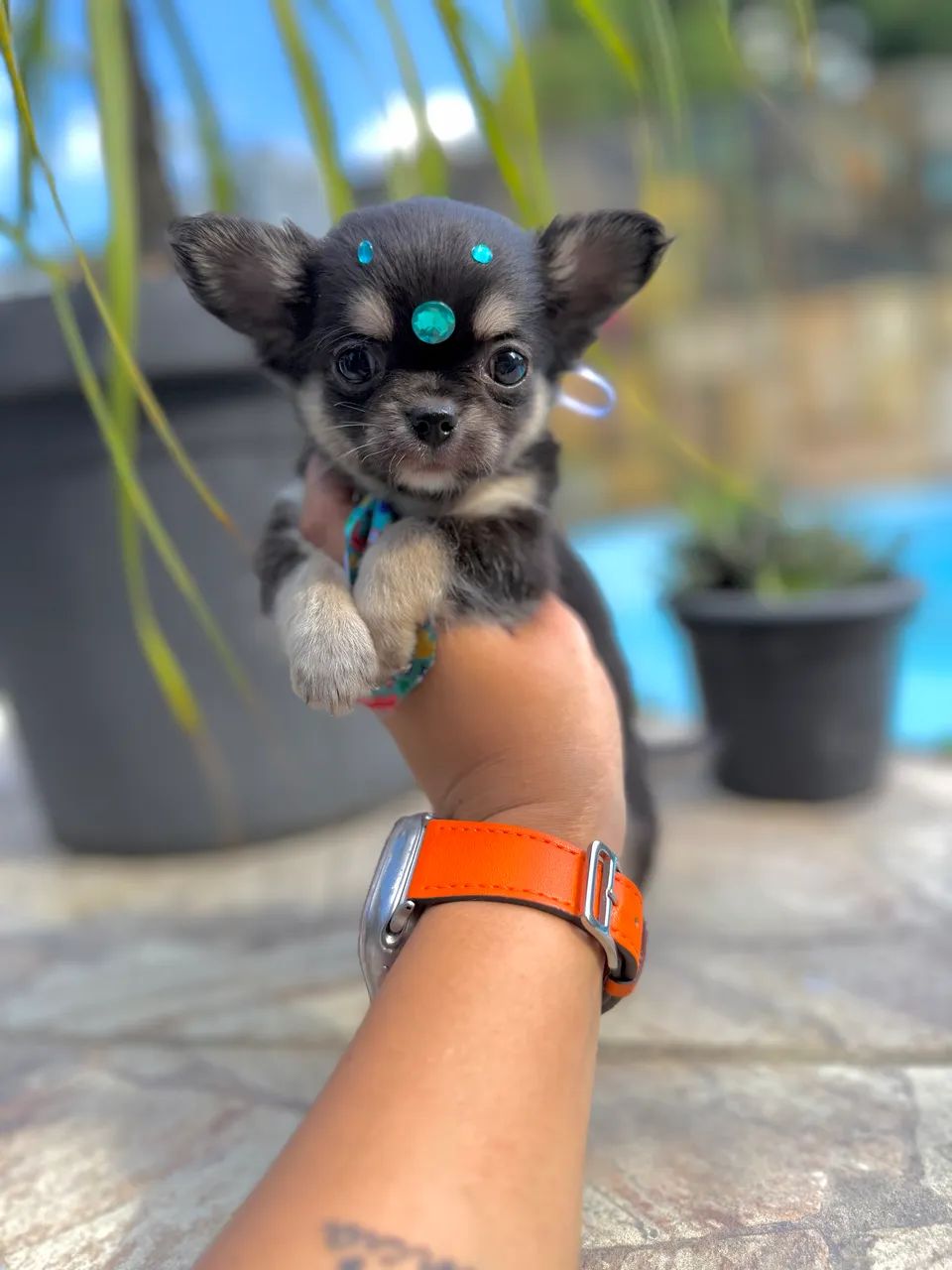 Chihuahua Black Tan  - Foto 2